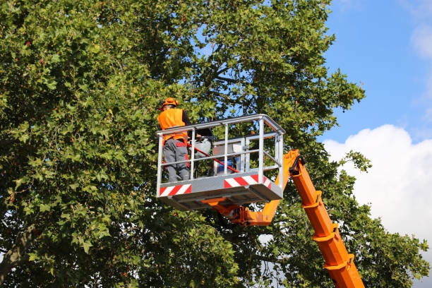 Best Tree Risk Assessment  in Southside, AR